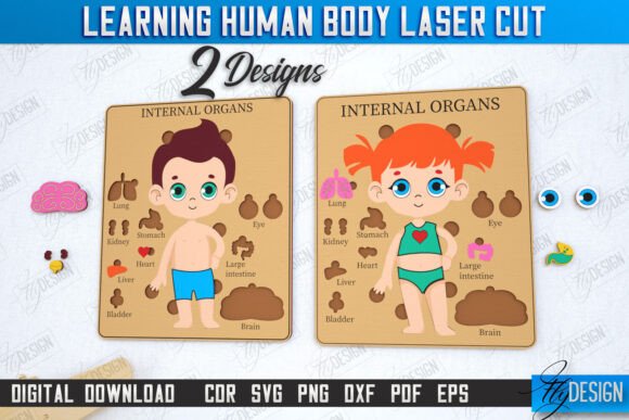 Learning Human Body Laser Cut Bundle for Other Toys Amp